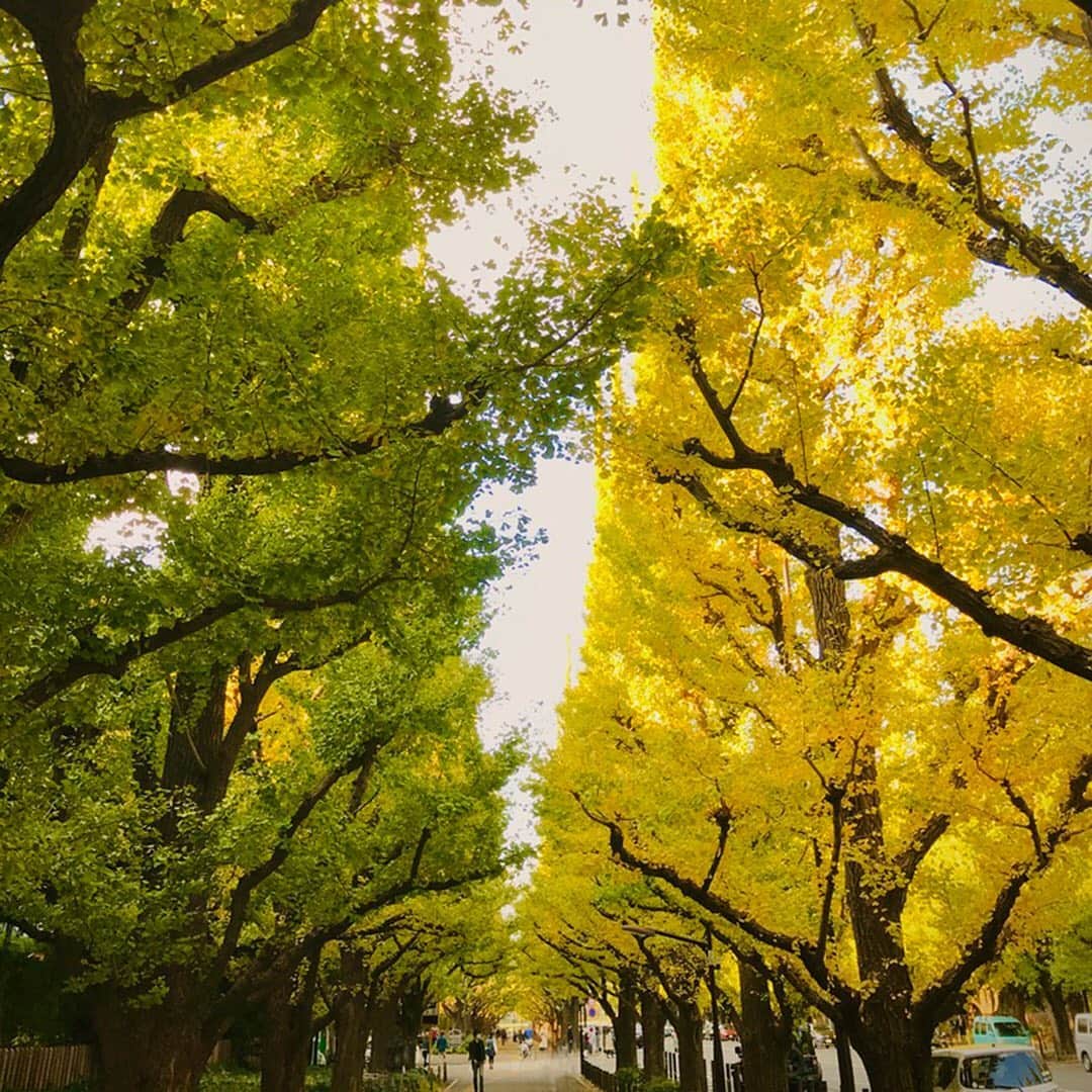 KIHACHI公式Instagramさんのインスタグラム写真 - (KIHACHI公式InstagramInstagram)「. ＼黄金色に輝くいちょう並木のテラスで日本ワイン／﻿ 都内屈指の黄葉スポット＜神宮外苑いちょう並木＞が目の前のキハチ 青山本店。 ﻿ 現在キハチでは、季節の料理とともに日本ワインの魅力を存分に堪能できるスペシャルプランが登場しています。﻿ 外苑いちょう並木を望むオープンテラスで、黄金色に輝く 146 本のいちょう並木を眺めながら、 ワインを傾けるとっておきのひとときをお楽しみください。﻿ ﻿ ◾️写真1～3 枚目﻿ 昨日（11月18日AM）のいちょう並木の様子です。 ﻿ 【青山本店】﻿ 外苑いちょう並木のテラスで楽しむ 日本ワインプラン﻿ ﻿ ■期間 　展開中～11月30日﻿ ﻿ ■定員　2名様より　ご予約のみ﻿ ﻿ ■提供時間　ディナータイム﻿ ﻿ ■予約　オンラインまたはお電話にて承ります。﻿ 電話　03-5785-3641（青山本店）﻿ ﻿ 【MENU】﻿ ■日本ワインプランA﻿ 料金　5,500円﻿ 《カジュアルにお食事をお楽しみいただくシェアプラン》﻿ ＜前菜4品+魚料理＋肉料理+パスタ＞﻿ ＜乾杯スパークリングワイン＞ ﻿ シェアスタイル﻿ ・天使の海老とイカのフリット　イカ墨ソース﻿ ・イタリア産生ハムとピクルス盛り合わせ﻿ ・本日の魚介のカルパッチョ　シェフのおすすめスタイルで﻿ ・柔らかく蒸した伊達鶏と大根のサラダ仕立て　柚子明太子風味﻿ ・真鯛と茸の木の実バター焼き　ソースヴェルデ﻿ ・豚肩ロース肉の柔らか豆鼓蒸し　チャイニーズ風﻿ ・サーモンと焼き葱、紫蘇の実のペペロンチーノスパゲッティ﻿ ※乾杯に日本ワインのスパークリングが含まれます。﻿ ﻿ ■日本ワインプランB﻿ 料金　7,700円﻿ 《日本ワイン5種類と楽しむシェアプラン》﻿ ＜プランAのお料理＞﻿ ＜乾杯スパークリングワイン含む日本ワイン5種類＞ ﻿ シェアスタイル﻿ ※日本ワイン5種(各1杯ずつ90ml)が含まれます。﻿ スパークリング1種類﻿ 白2種類﻿ 赤2種類﻿ ﻿ ■日本ワインプランC﻿ 料金　6,800円﻿ 《ゆっくりとお食事をお楽しみ頂くコーススタイルプラン》﻿ ＜前菜+オマール海老＋魚料理＋肉料理+デザート+パン+コーヒー＞﻿ ＜乾杯スパークリングワイン＞ ﻿ コーススタイル﻿ ・本日の魚介のカルパッチョ　シェフのおすすめスタイルで﻿ ・香ばしく焼きあげたオマール海老の銀杏ソース﻿ ・真鯛と茸の木の実バター焼き　ソースヴェルデ﻿ ・豚肩ロース肉の柔らか豆鼓蒸し　チャイニーズ風﻿ （+2,200円で国産牛ロース肉の網焼き　紫蘇の実アンチョビソースにグレードアップできます。）﻿ ・みかんをのせた杏仁のブランマンジェ　金木犀の香り﻿ パン、コーヒーまたは紅茶付き﻿ ※乾杯に日本ワインのスパークリングが含まれます。﻿ ﻿ ■日本ワインプランD﻿ 料金　8,800円﻿ 《日本ワイン5種類とお食事を楽しむコーススタイルプラン》﻿ ＜プランCのお料理＞﻿ ＜乾杯スパークリングワイン含む日本ワイン5種類＞﻿ コーススタイル﻿ ※日本ワイン5種(各1杯ずつ90ml)が含まれます。﻿ スパークリング1種類﻿ 白2種類﻿ 赤2種類﻿ 　　　　　　　　　　　　　　　﻿ KIHACHIでは、 お客様の健康と安全を考慮し、また働くスタッフが安心して働けるよう、新型コロナウィルス感染拡大防止取り組みを実施しております。﻿ ﻿ ※詳細はプロフィールのリンク( @kihachi_official )からキハチブランドサイトをご覧ください.。﻿ ﻿ #KIHACHI﻿ #restaurant﻿ #chefsoninstagram #foodphotography #terrace #tasty #instagourmet #chef #gastronomia #instagourmet ﻿ #キハチ #キハチ青山本店 #レストラン﻿ #青山 #神宮外苑 #外苑いちょう並木通り﻿ #オープンテラス #テラス﻿ #テラス席のあるレストラン﻿ #日本ワイン﻿ #日本ワインを楽しむ﻿ #テラスで日本ワイン﻿ #黄葉」11月19日 9時51分 - kihachi_official