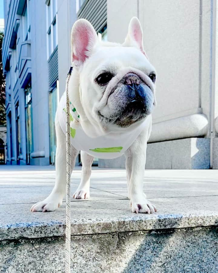 Ham-chanのインスタグラム：「#frenchbulldog #frencie #hamham #hamchan #フレブル #フレンチブルドッグ #はむはむ #はむちゃん  今日は暖かい🐶☀️」