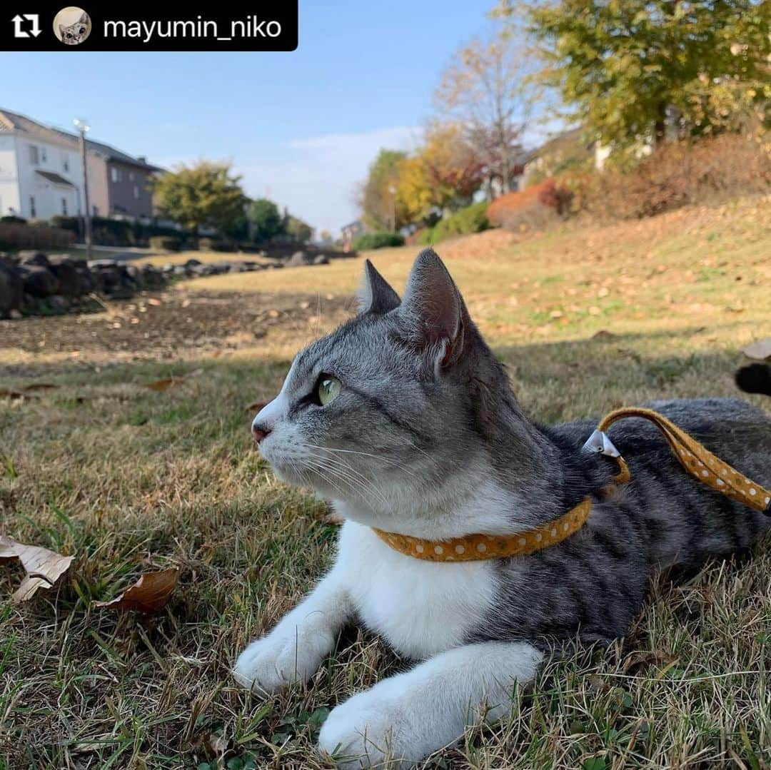 ねこのインスタグラム