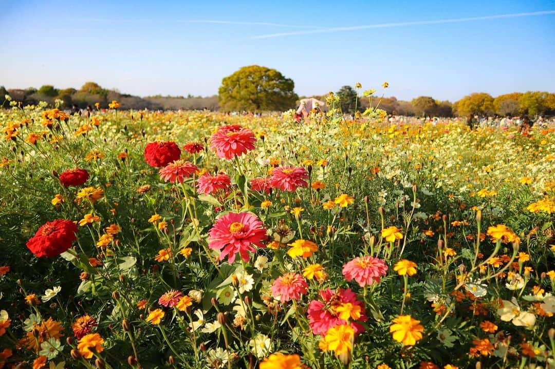 DJ YURiAのインスタグラム：「#🌼 #❤️ #photography」