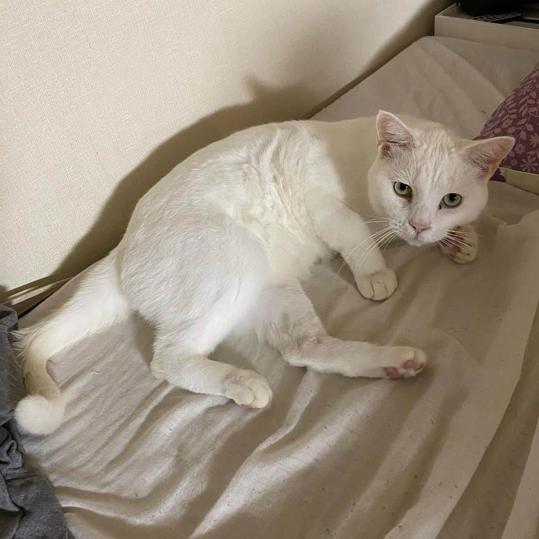 金巻ともこさんのインスタグラム写真 - (金巻ともこInstagram)「寝ましょう  #hakuchai #cat #猫多頭飼い #whitecat #白猫 #catstagram」11月19日 11時12分 - tomotomoco