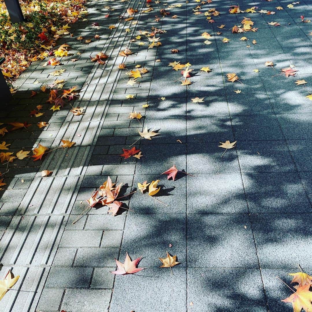 田中雅美さんのインスタグラム写真 - (田中雅美Instagram)「最近、3歳の娘が、赤や黄色に染まった木々を見て「ねぇ、秋〜」と言います☺️  ・ ・ それと、 「愛、するね」と言って、濃厚なキスをしてこようとします🤣  ・ ・ アリエルの影響と思います。。 「他の人にはしちゃダメよ」と今は教えています。。  ・ ・ 「鬼滅の刃に出てくる人、知ってる？」 と聞くと、 「禰子」と「炭治郎」だよと言います。 お家ではまだ一度も見ていないのに、どこで覚えてくるのでしょ。。  ・ ・ 3歳児の吸収力、おそるべし。  ・ ・ #秋 #3歳女の子 #アリエル大好き #吸収力半端ない #お話楽しい」11月19日 11時39分 - tanakamasami_official