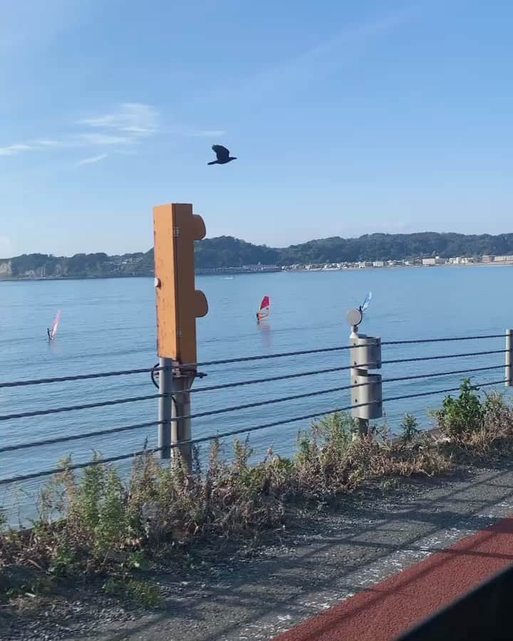 山本 絵里加のインスタグラム：「冬の海とえるもちさん🐶♡ はじめての海、ビビって逃げてた笑 顔砂だらけ、涙やけも治っていくといいね😂愛しき存在よ♡」