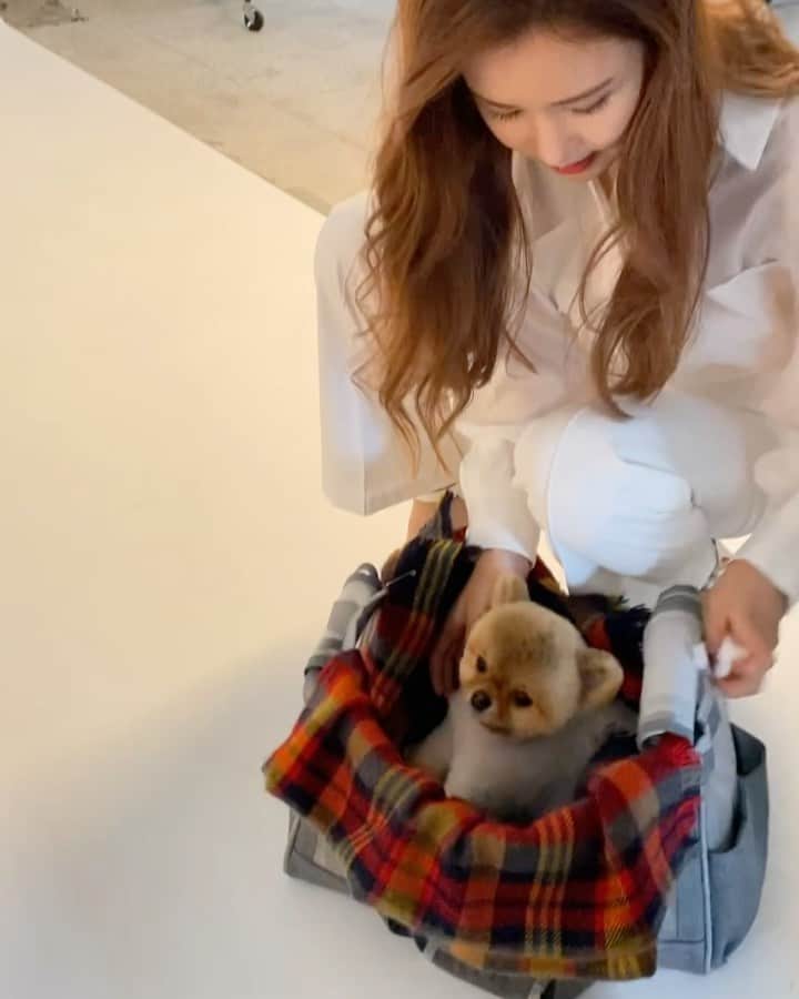 のインスタグラム：「울 이쁜 #강아지 #그레이튼 @heart_greaten #촬영장 에서도 참~ 얌전해요^_^ #착한 #댕댕이」