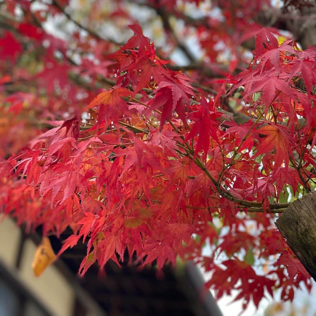 安蘭けいさんのインスタグラム写真 - (安蘭けいInstagram)「大阪公演中に訪れた有馬の瑞宝寺公園の紅葉🍁ちょっと早いかなーと思ったけど、まだ青い葉っぱと赤い葉っぱがいい感じにブレンドされてとても綺麗でした🍁✨ この後はもちのろん、温泉に浸かって帰りました♨️  #有馬温泉 #紅葉 #銀杏の黄色も好き #コロナどっかいけ #お願い」11月19日 11時51分 - toko_aran