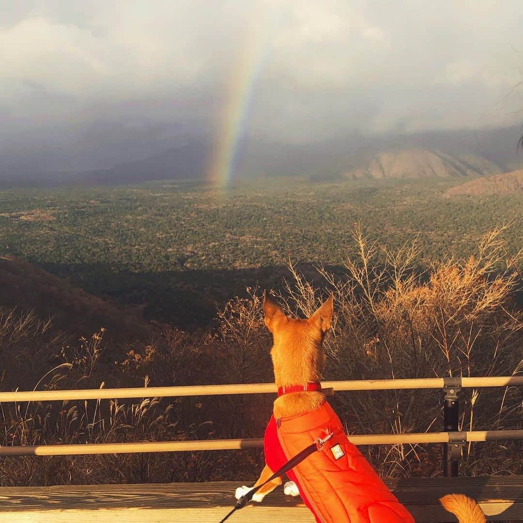 岡田美里さんのインスタグラム写真 - (岡田美里Instagram)「小春が来て早起きをしてクックと朝日を見に行きました。  虹は僅かな時間で消えてしまい記念の写真に残せたことに感謝でした。  #クック #虹  #mtfuji  #rainbow」11月19日 12時03分 - millieokada