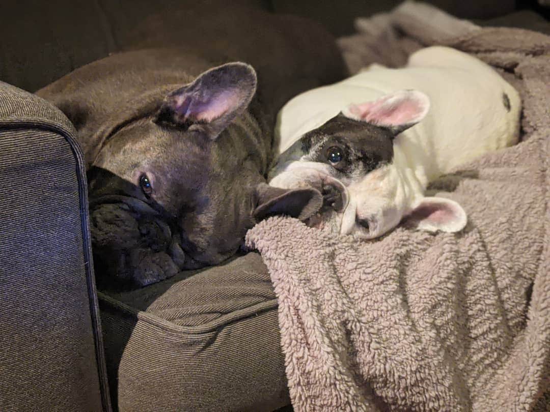 Manny The Frenchieのインスタグラム：「Don't tell anyone but we love to cuddle.」