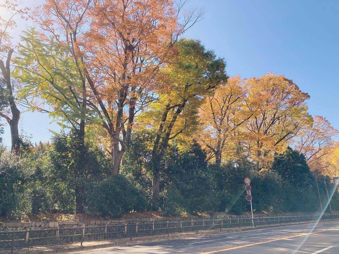藤野可織のインスタグラム：「今日は銀杏の葉がざあざあ降っているんですが写りませんね…。」