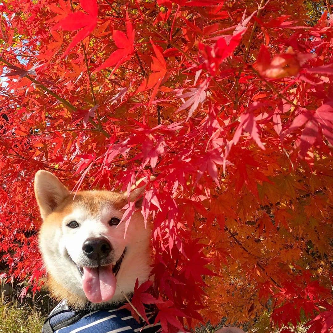 BlackRed shibasのインスタグラム