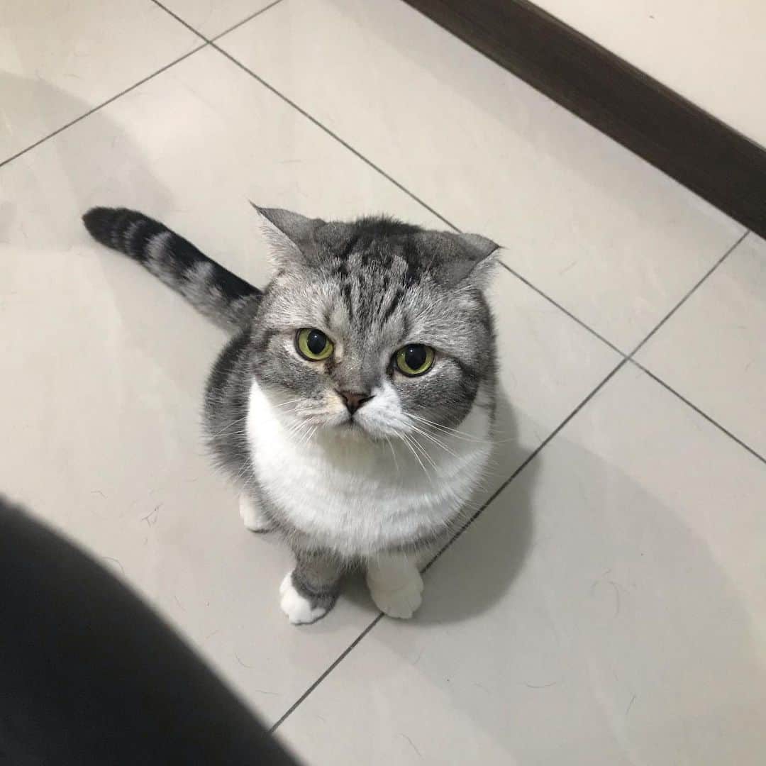 KATSUOのインスタグラム：「それよこせにゃ . #cat #catsofinstagram #catstagram #instacat #cutecat #katsuo#ヨーグルトです」