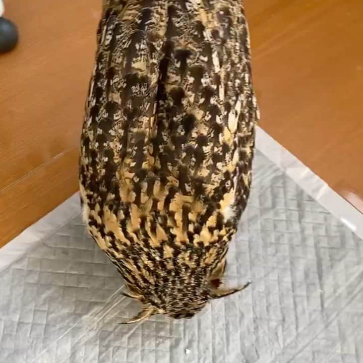 GEN3 Owlのインスタグラム：「会いたくて会いたくて飛び乗る♪ Garu is too happy to jump on me. #owl #owlgaru」
