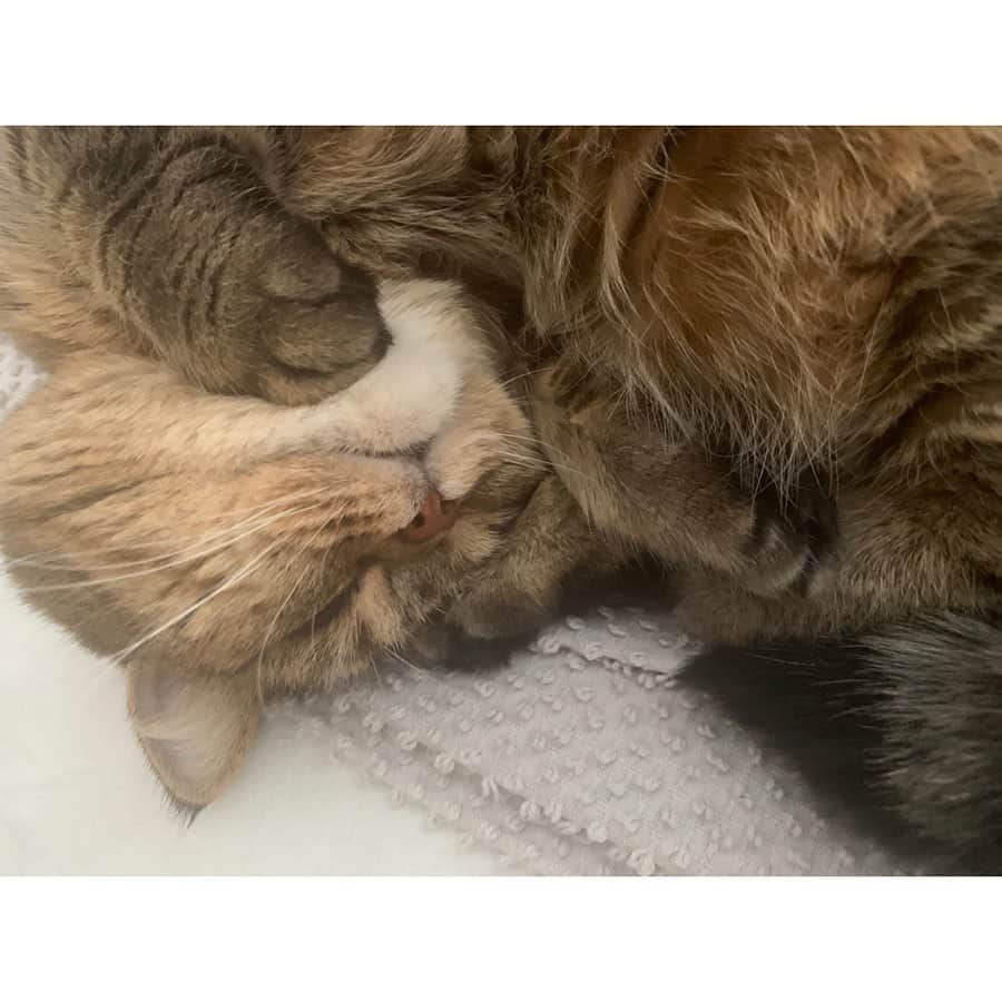 のインスタグラム：「どうなってんの？🙄🙄🙄 　 たぶん、顎下は手。 頭上は、あし。 　 #ルナとの暮らし」
