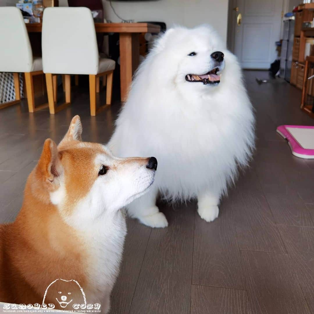 Alex Toのインスタグラム：「Waiting for snacks 😋😋😋 #cute #dog #doglover #dogsofinstagram #dogoftheday #dogofthedayjp #dogstagram #fluffy #hkig #hongkong #ilovemydog #instadog #instagood #instamood #instagraphy #shibainu #samoyedoninstagram #pet #petlovers #petsofinstagram #petstagram #photooftheday #puppy #pupsofinstagram #samoyed #samoyedsofinstagram #webstagram #犬 #サモエド」