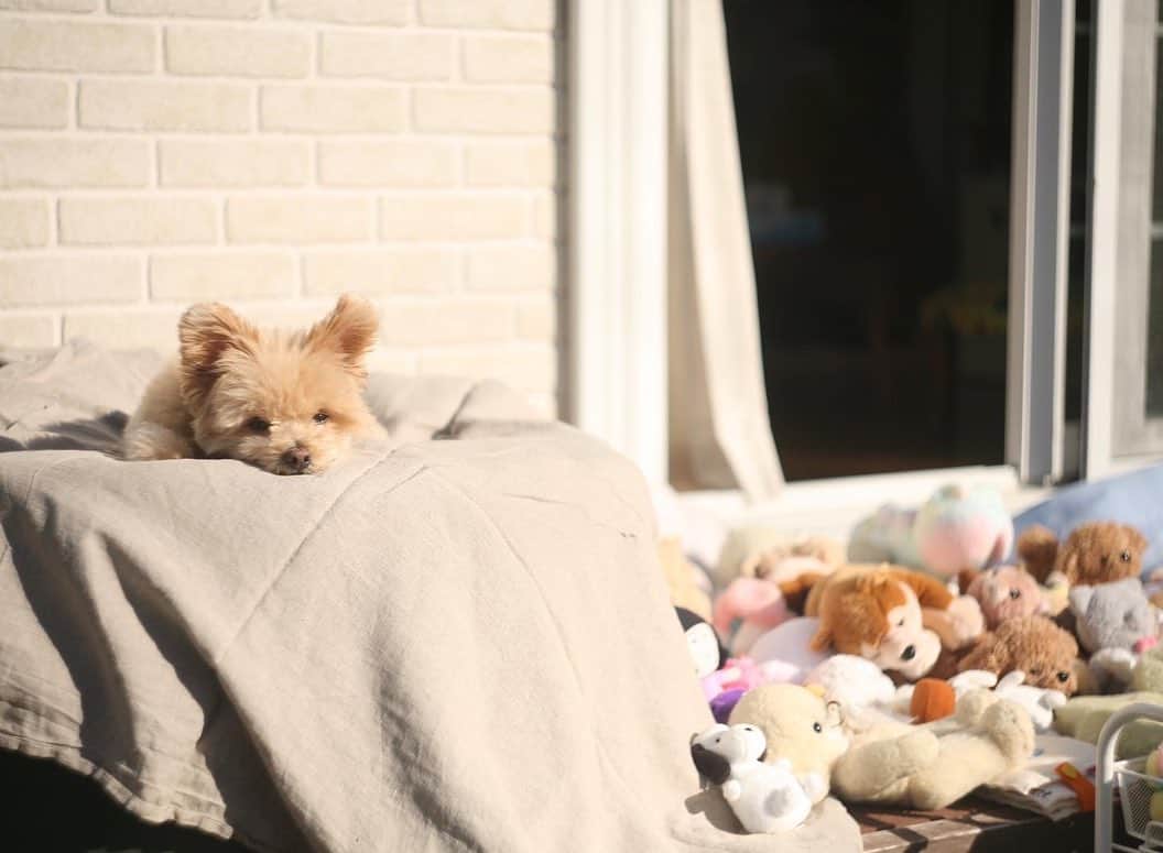 犬山紙子さんのインスタグラム写真 - (犬山紙子Instagram)「犬アカウントになってきた ひらめかわいすぎ」11月19日 13時06分 - inuyamakamiko