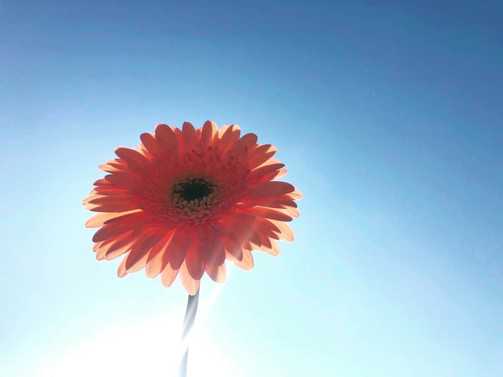 天玲美音さんのインスタグラム写真 - (天玲美音Instagram)「Photo by Mion Tenrei ☺︎ . Smile Flower☺︎ . . LOVE&SMILE #天玲美音 ☺︎ . . #flower #gerbera #smileflower #sky #skyblue #photo #花のある暮らし #美音の撮る花」11月19日 13時06分 - miontenrei