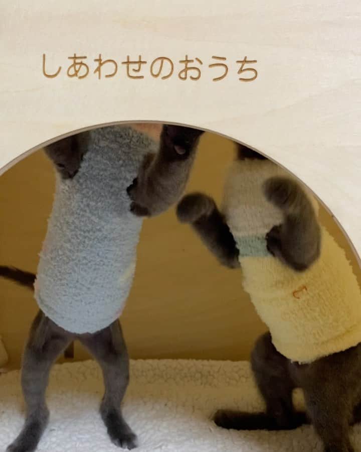 midoriのインスタグラム