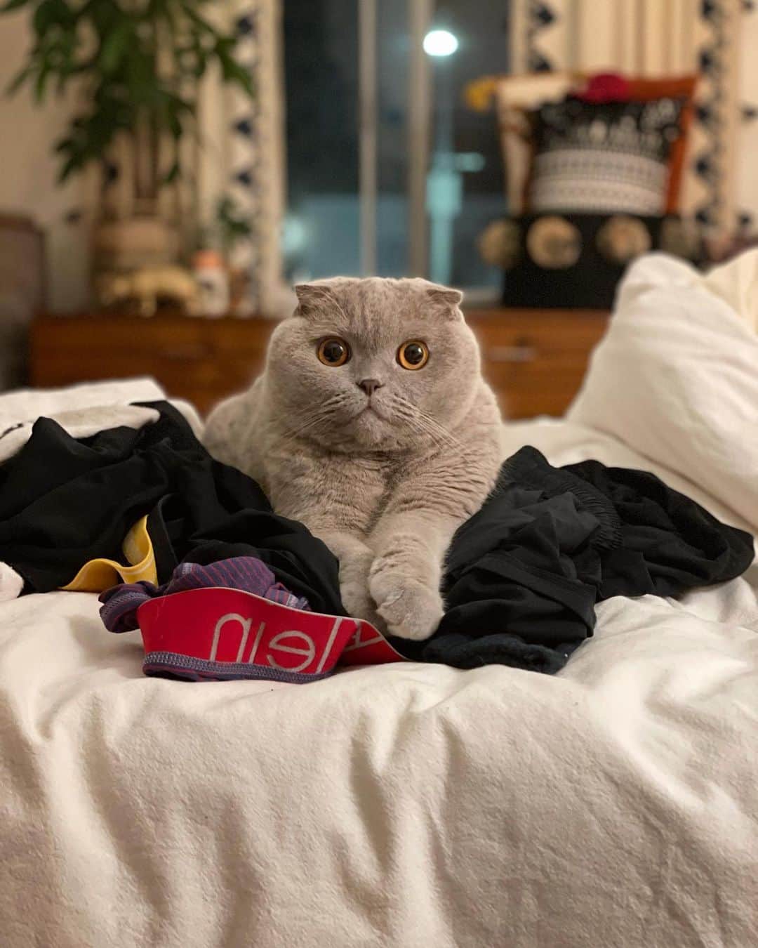 Millaのインスタグラム