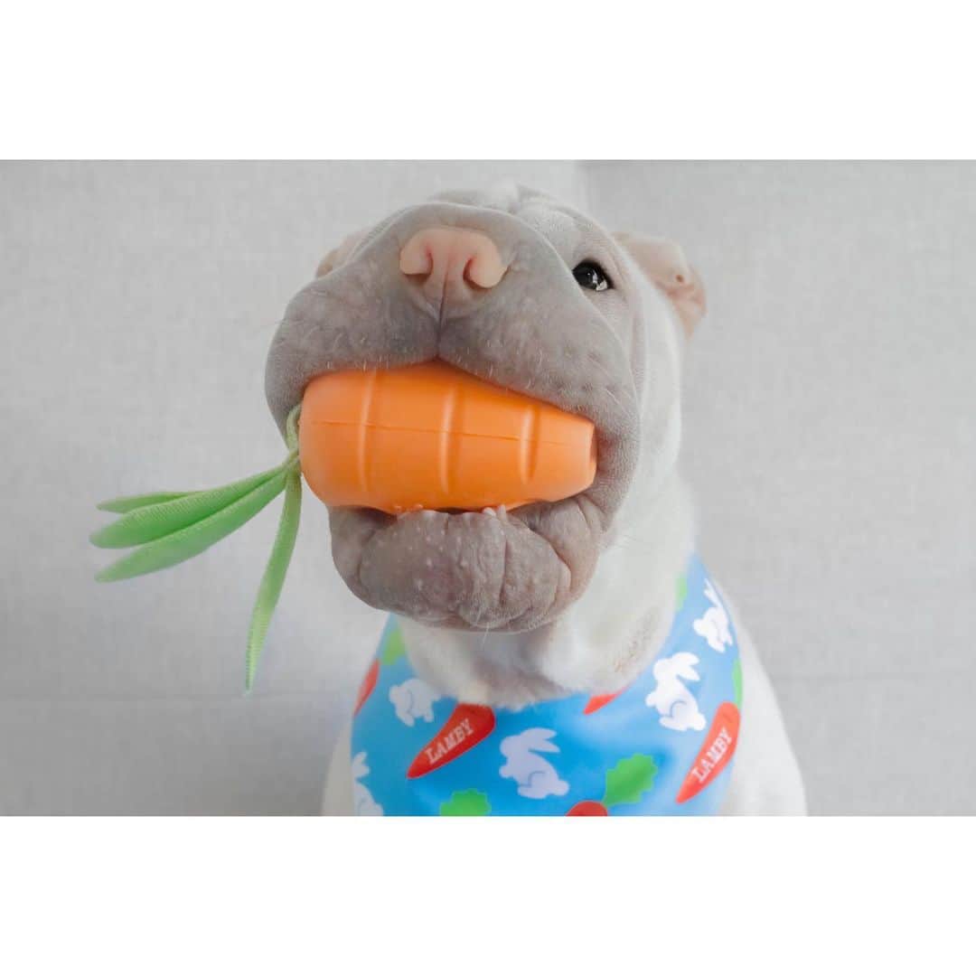 annie&pADdinGtoNさんのインスタグラム写真 - (annie&pADdinGtoNInstagram)「Lambington is quite the little gardener 🥕 #ihelpspickdis #lamby #sharpei #sharpeisofinstagram #weeklyfluff #idpetcrew #vegetables #carrot #dog #dogs #dogsofinstagram #sharpeilove #ilovemydog #instagood #weeklyfluff #instadaily #squishyfacecrew #doglife #iloveyoutothemoonandback」11月19日 13時09分 - anniepaddington