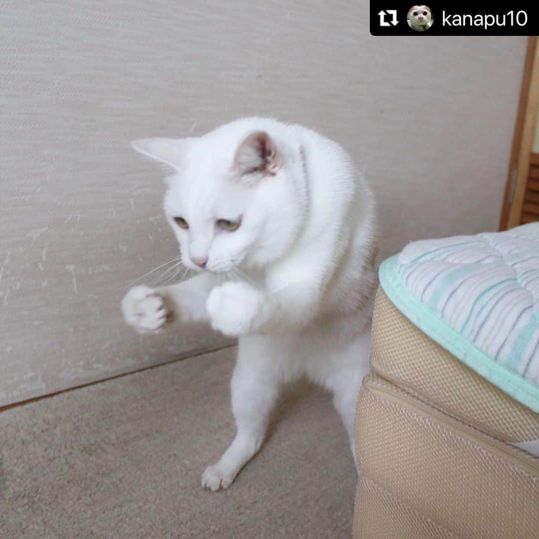 ねこのインスタグラム