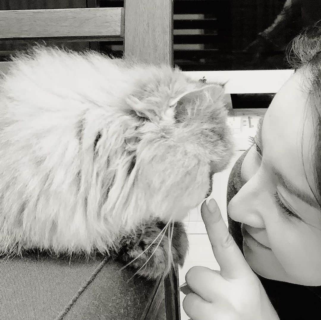 水田竜子さんのインスタグラム写真 - (水田竜子Instagram)「ミュウたんと仲良しTime。  #水田竜子 #Japan #singer #演歌  #猫のいる暮らし  #チンチラゴールデン #16歳猫 #仲良しTime」11月19日 13時20分 - mizuta.ryuko