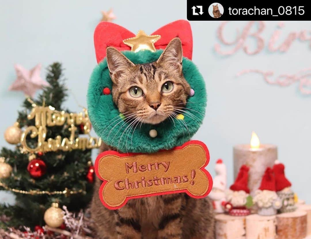 ねこさんのインスタグラム写真 - (ねこInstagram)「【#ねこは人を笑顔にする】❣️ あと1ヶ月弱❣️🎄待ち切れないっっ🎅 @torachan_0815 さん、ありがとう‼️👍✨ #Repost @torachan_0815 with @make_repost ・・・ とらみリース🎄 .お休みの日に撮り溜めしたpic小出しにしてます😭なかなか最近は時間がなくて💦同じ様なpicばかりで💦 . . . . #wpe2020秋フォトグランプリ #みんなイヌみんなネコフォトコンテスト #kissとにゃんこ #mycanon365  #ペトこと猫部 #nyancon01  @peppycats #peppy秋フォトコン @lion_pet_cat #petemo #にゃんグラム　#にゃぱん  @rakuten_petwari #sippoストーリー　@beautypro_contest #ビューティープロコンテスト　@daisuki_petfoods #だいすきフォトコンテスト　#猫ちゃん想い #ニャン友　#猫とおうち時間 #petio  #standbymeproject  #ペトラフ　#ペトラフ冬コレ @animalabo_official 　#猫カレンダー2022参加したい　#nyancon01 #ねこは人を笑顔にする #にゃんパシャコンテスト　#アニコム　#冬支度してます @petokotolife #petokotoインスタモデル　#petemo」11月19日 13時27分 - neko_magazine