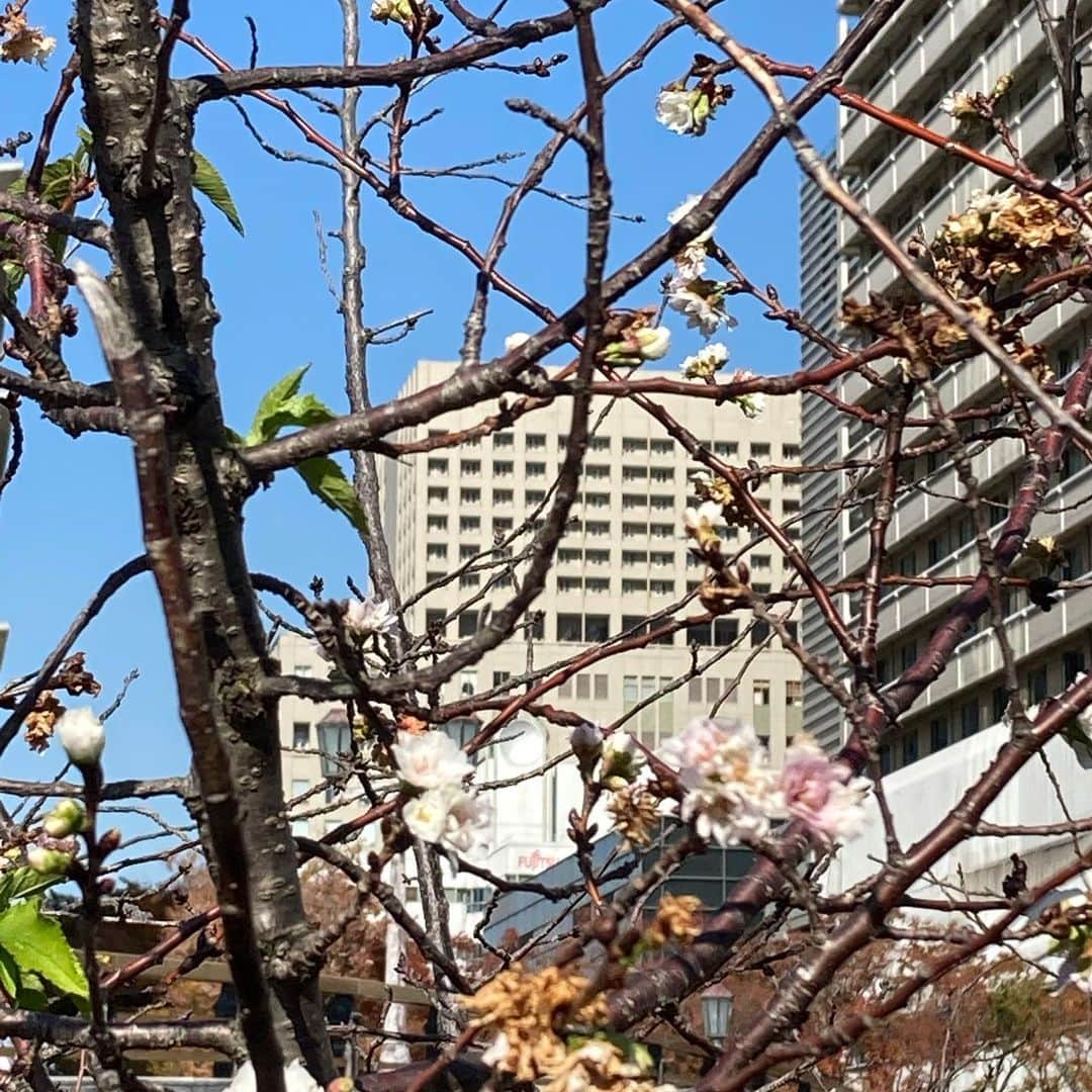 牧野誠三のインスタグラム：「暖かく青空に、さくら？うめ？咲いていました。 びっくり！26度くらいあるのかな？ 寒暖差キツイな。 #暖かい #梅 #桜 #大阪城公園 #ケアンテリア　 ワン達も暑そう！」
