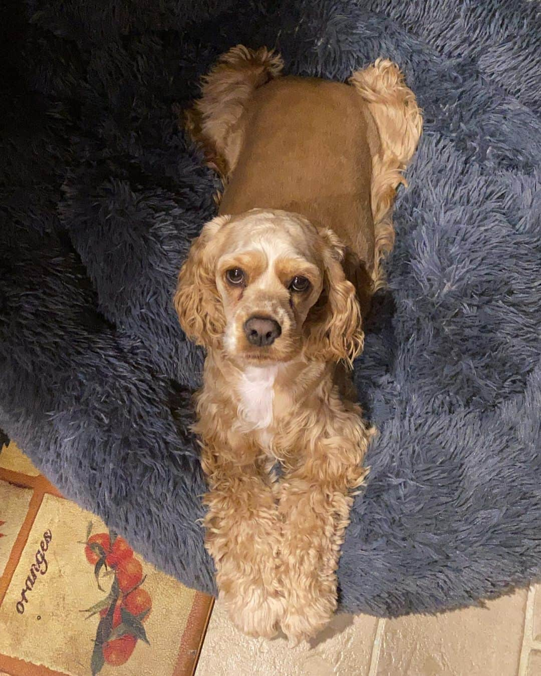 Jake And Gingerさんのインスタグラム写真 - (Jake And GingerInstagram)「bonnie says goodnight 😴💤🌙 @pup.show #cockerspanielsofinstagram #cockerspaniel_feature of_insta #petstagram #tailsofacockerspaniel #cockerspaniel #talesofapuppy #petsofinstagram #dogstagram」11月19日 13時42分 - jake_n_ginger