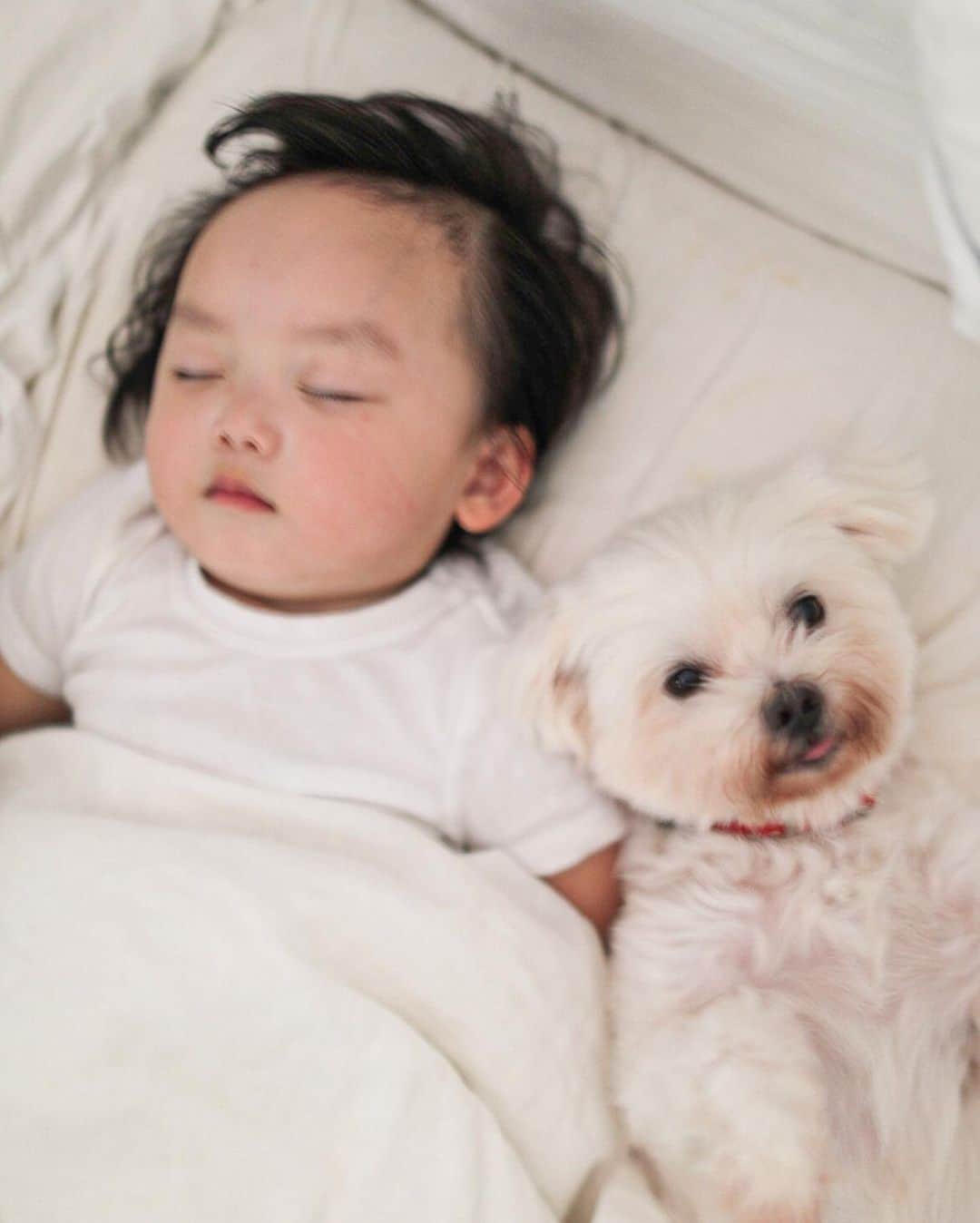 MOMOツインズのインスタグラム：「Their relationship has evolved from ‘tickle-my-nose’ plushy to nap buddies 🐶😍 #chuggie」
