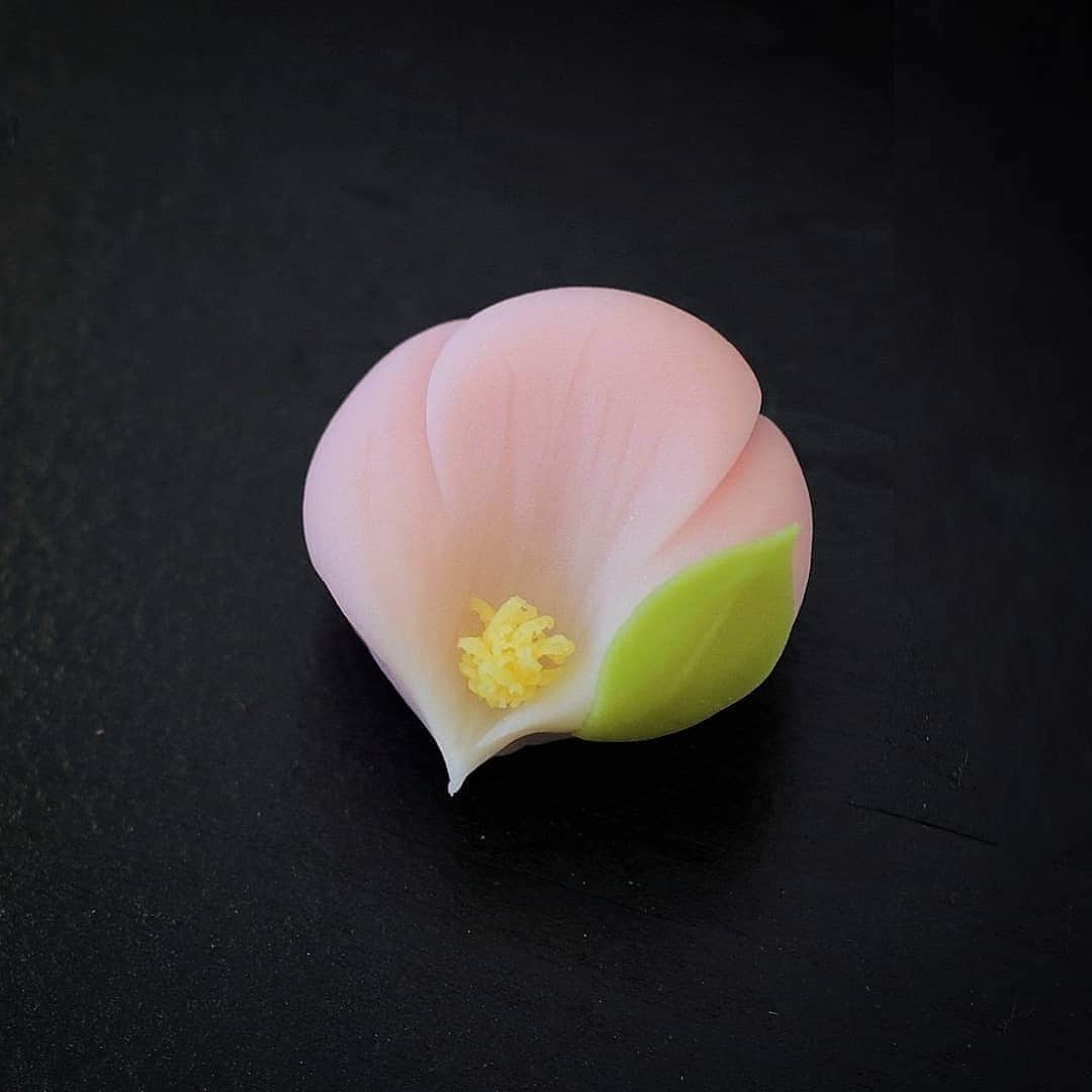 のインスタグラム：「『山茶花』  練り切り製 上手漉し餡  今回の写真はお皿なし、、、 前回の販売時に当日ケース内で撮影した写真そのまま使いました😅 どちらかと言えば関東風な写実的表現ですが絞りでシャープな箇所とお菓子らしい曲線が融合した可愛いらしい姿が好きです☆  ここからは告知なのですが 来週水曜日11月25日は岐阜本巣市atelierフェリスさんでの販売があります。 上生菓子6個入り、ドライフルーツとナッツの羊羹『森のしらべ』、お干菓子二種『ひかりの雫』『恋心raspberry』を販売します。時間は11～15時。ご予約、お取置きはDMでお聞きしておりますのでご入用の方はご連絡くださいm(_ _)m  ーーーーーーーーーーーーー #和菓子 #wagashi #花 #flower #上生菓子 #生菓子 #練り切り #ねりきり #art #ARTIST #スイーツ #茶道 #抹茶 #teatime #beautiful #可愛い #かわいい #美味しい #綺麗 #キレイ #pink #JAPAN #日本 #Japon #food #foodporn  #おとりよせ #おとりよせスイーツ  #あんこ #甘いもの」