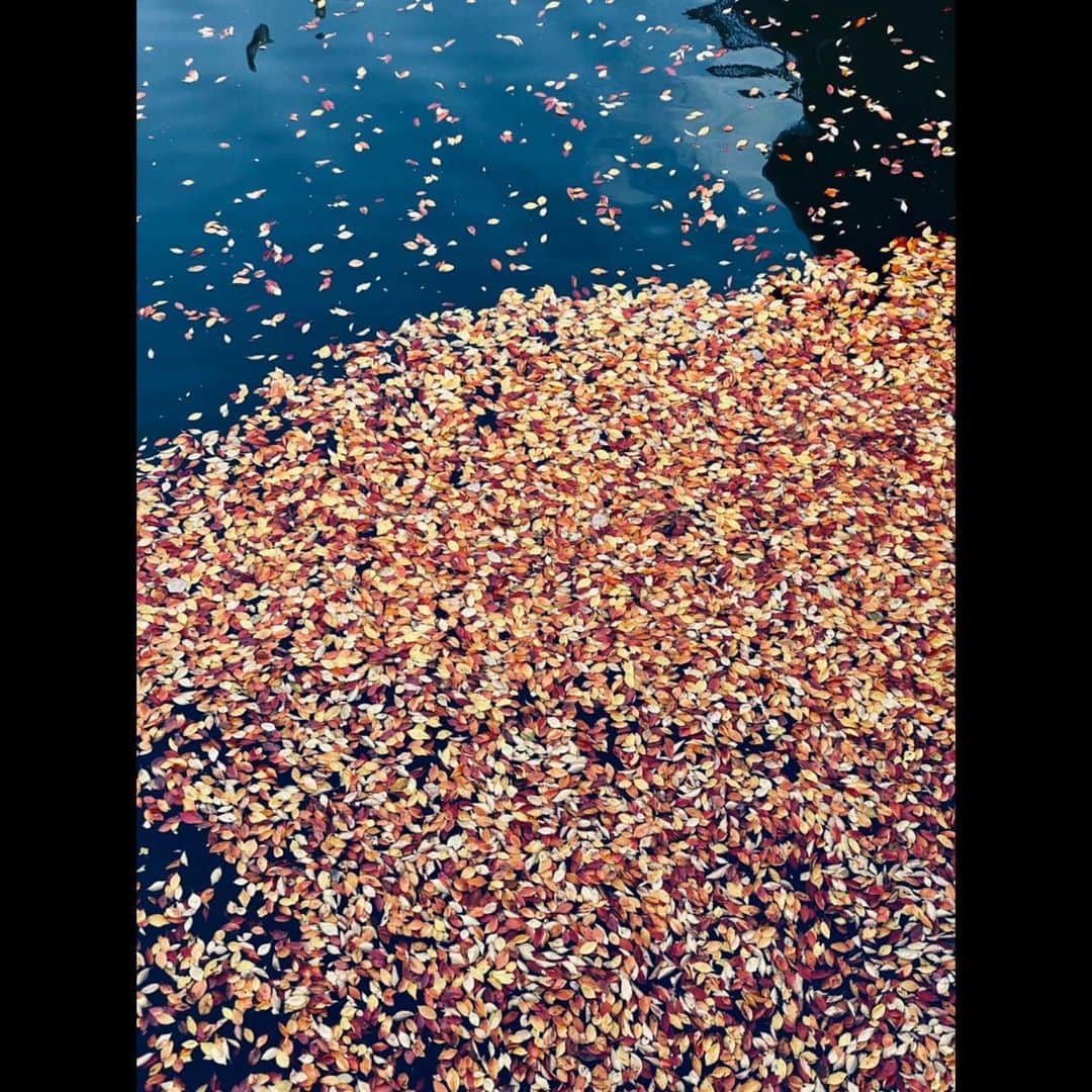 木村拓哉さんのインスタグラム写真 - (木村拓哉Instagram)「﻿ ﻿ 「何だ？この暖かさは⁈﻿ ﻿ そして、強い風‼︎﻿ ﻿ 久々に、歩いていて汗が落ちてきました。﻿ 川と、道には大量の落ち葉が……。」﻿ ﻿ STAYSAFE‼︎﻿ ﻿ 拓哉﻿ #木村拓哉#TakuyaKimura」11月19日 14時03分 - takuya.kimura_tak