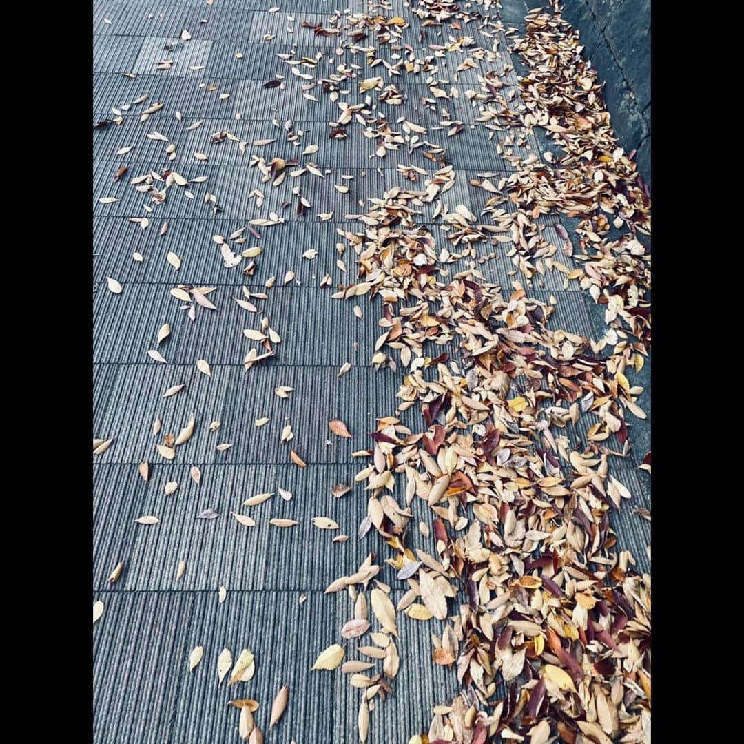木村拓哉さんのインスタグラム写真 - (木村拓哉Instagram)「﻿ ﻿ 「何だ？この暖かさは⁈﻿ ﻿ そして、強い風‼︎﻿ ﻿ 久々に、歩いていて汗が落ちてきました。﻿ 川と、道には大量の落ち葉が……。」﻿ ﻿ STAYSAFE‼︎﻿ ﻿ 拓哉﻿ #木村拓哉#TakuyaKimura」11月19日 14時03分 - takuya.kimura_tak