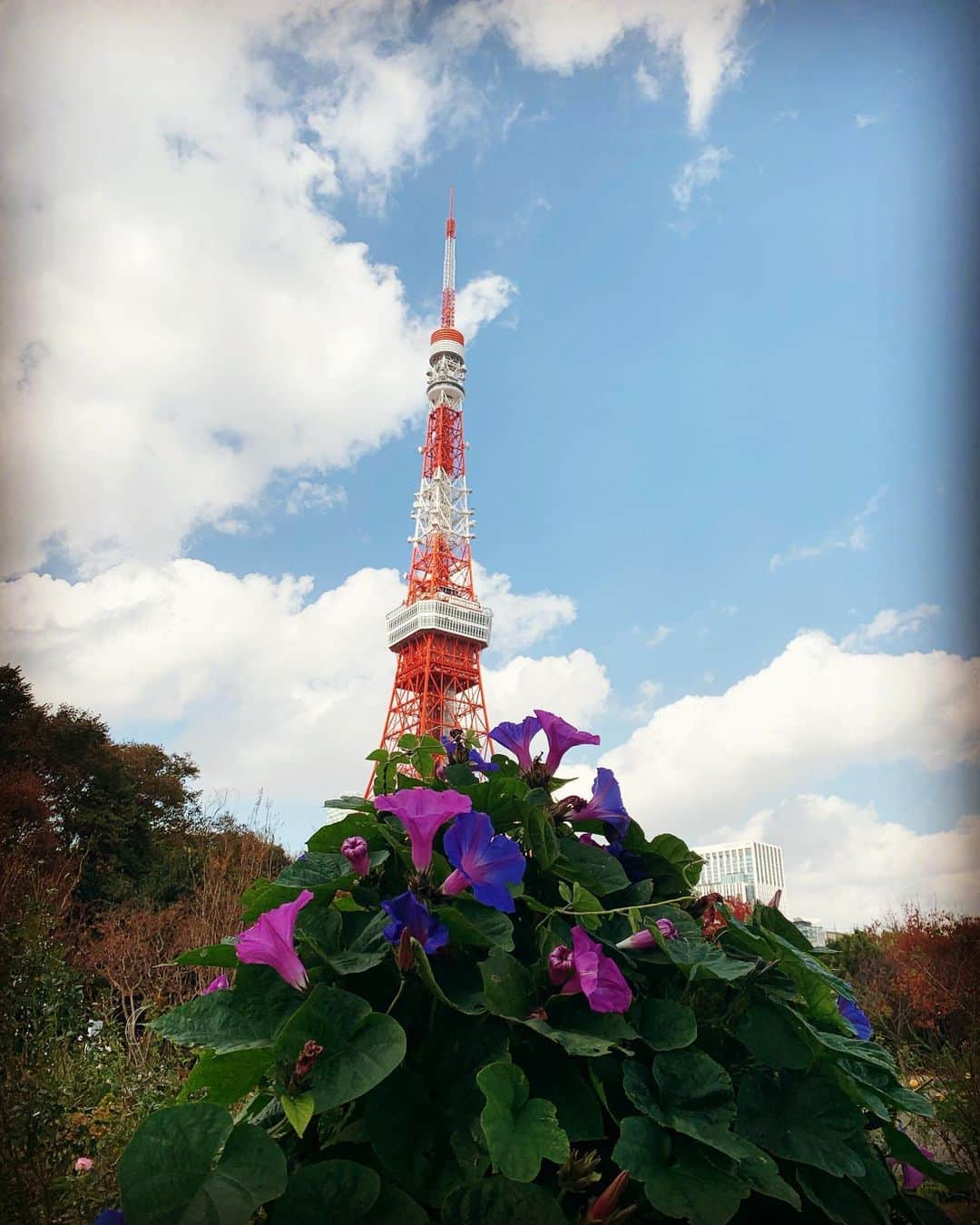のインスタグラム：「あったか〜い😎An Indian summer in Tokyo🌺 #tokyotower #urbangarden」