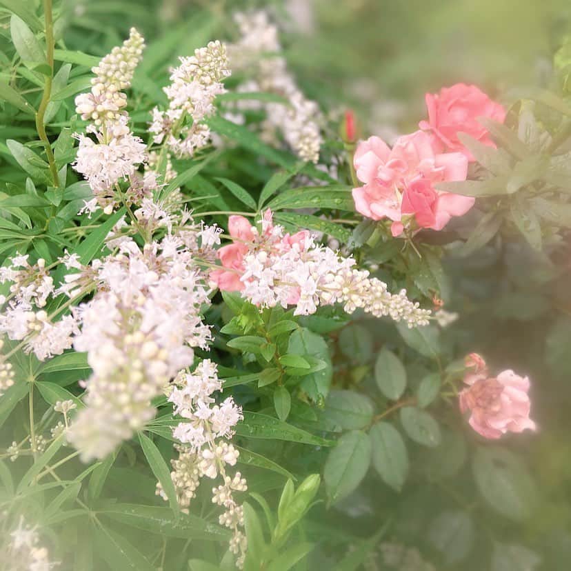 オードリー・キッチングのインスタグラム：「When my garden was full of life ◐」