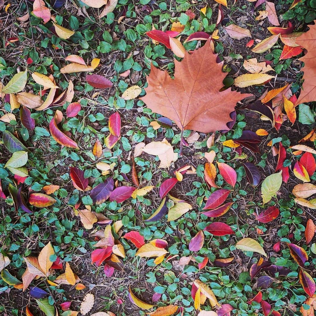中越典子さんのインスタグラム写真 - (中越典子Instagram)「風に舞う葉は 花びらや雪とはちがうけど、葉っぱのシャワーも楽しいね  #葉っぱ #葉っぱシャワー」11月19日 14時51分 - nakagoshi_noriko.official