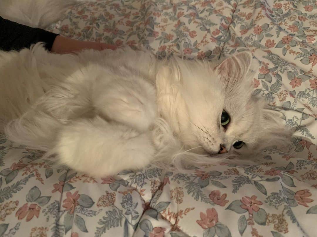후추네큰언니のインスタグラム：「🥰  #후추  #고양이  #냥스타그램 #캣스타그램  #Hoochu #Hoochuthecat #cat #cats #catstagram #catsofinstagram #topcatphoto #bestmeow #ilovecat #cute #fluffy #petstagram #instacats」
