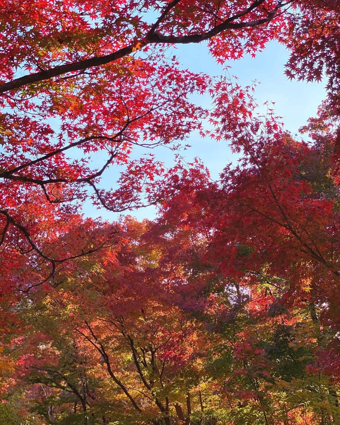 木本泉さんのインスタグラム写真 - (木本泉Instagram)「-﻿ 美しすぎる🍁﻿ ﻿ 何回綺麗と言ったか分からない本日。﻿ ﻿ 真っ赤な紅葉💥﻿ ﻿ #紅葉#秋#京都」11月19日 14時54分 - izumikimoto