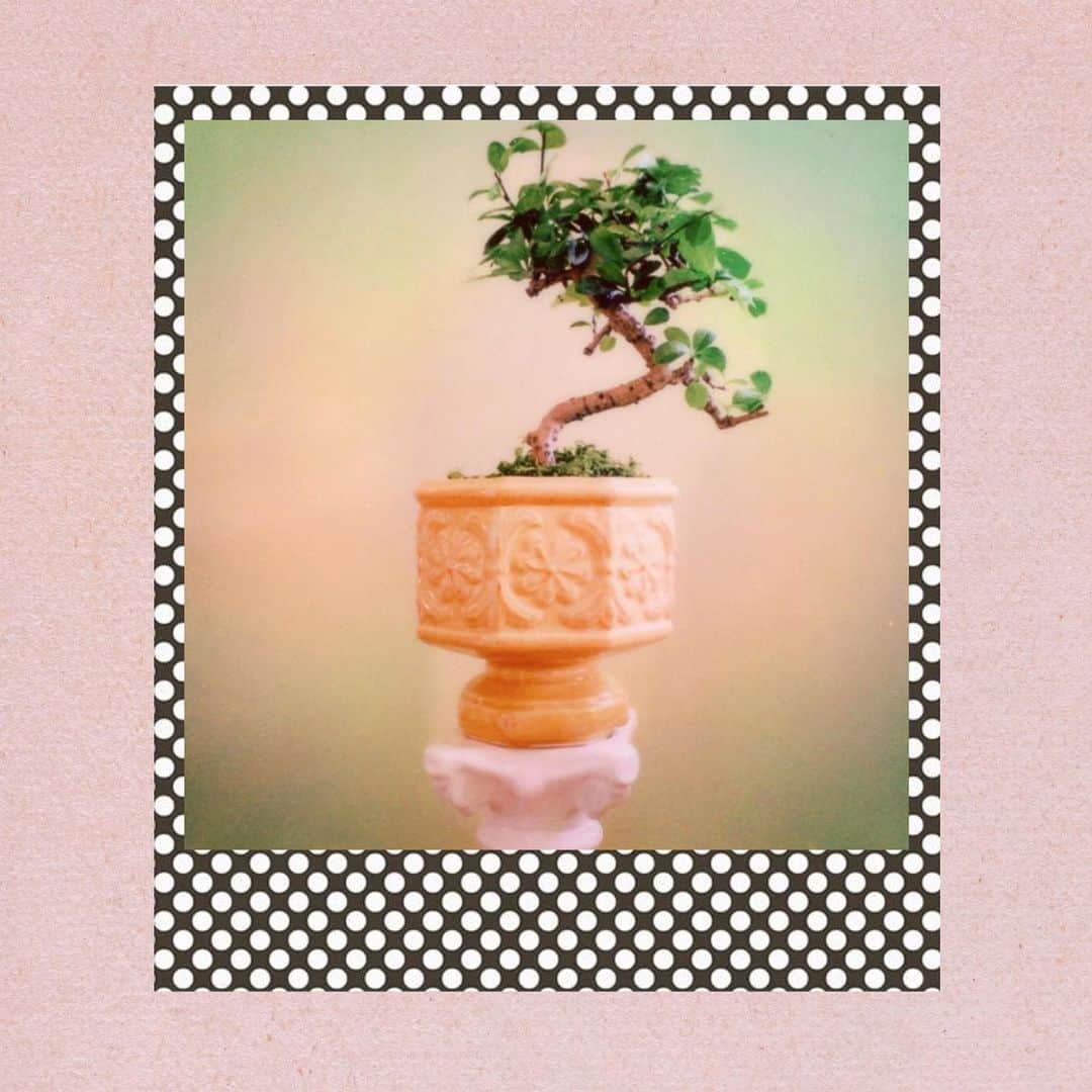 オードリー・キッチングのインスタグラム：「My 6 year old Fukien Tea Bonsai. @brunoroids」
