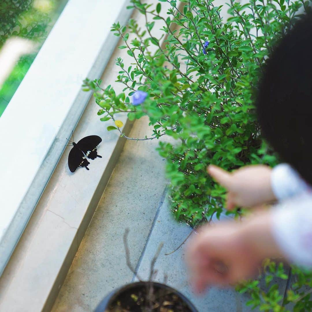 チャウ・パッホウさんのインスタグラム写真 - (チャウ・パッホウInstagram)「他們終於破蛹了🦋 這幾天不斷有蝴蝶出生 這一隻蝴蝶兩星期前走到四季桔外的牆身結蛹 還以為他最終會失敗 幸好他最後能走出來 太感動了  他們都在不斷努力 我們都要加油🎈  #life  #lovelife  #caterpillar  #pupa  #chrysalis  #butterfly  #keepgoing」11月19日 14時55分 - punkhippie