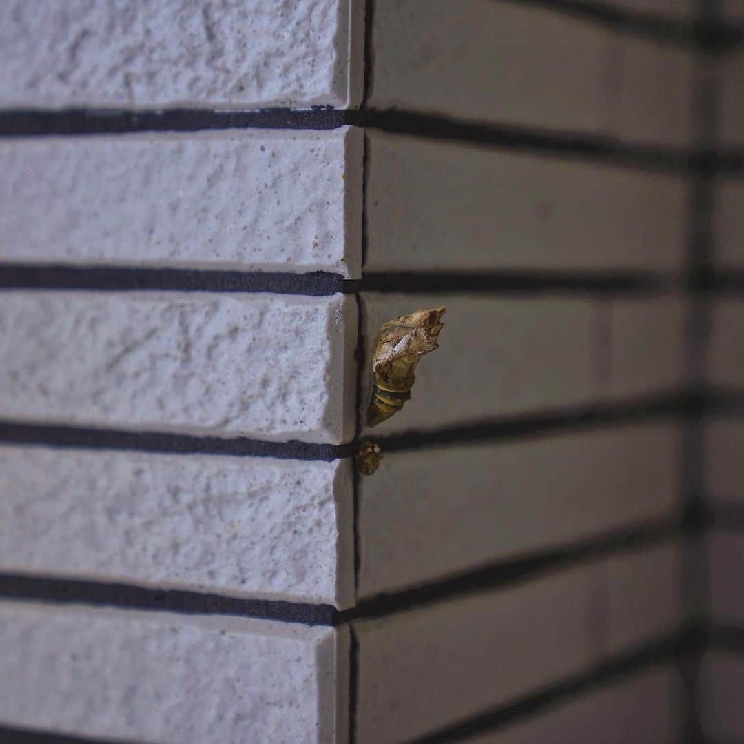 チャウ・パッホウさんのインスタグラム写真 - (チャウ・パッホウInstagram)「他們終於破蛹了🦋 這幾天不斷有蝴蝶出生 這一隻蝴蝶兩星期前走到四季桔外的牆身結蛹 還以為他最終會失敗 幸好他最後能走出來 太感動了  他們都在不斷努力 我們都要加油🎈  #life  #lovelife  #caterpillar  #pupa  #chrysalis  #butterfly  #keepgoing」11月19日 14時55分 - punkhippie