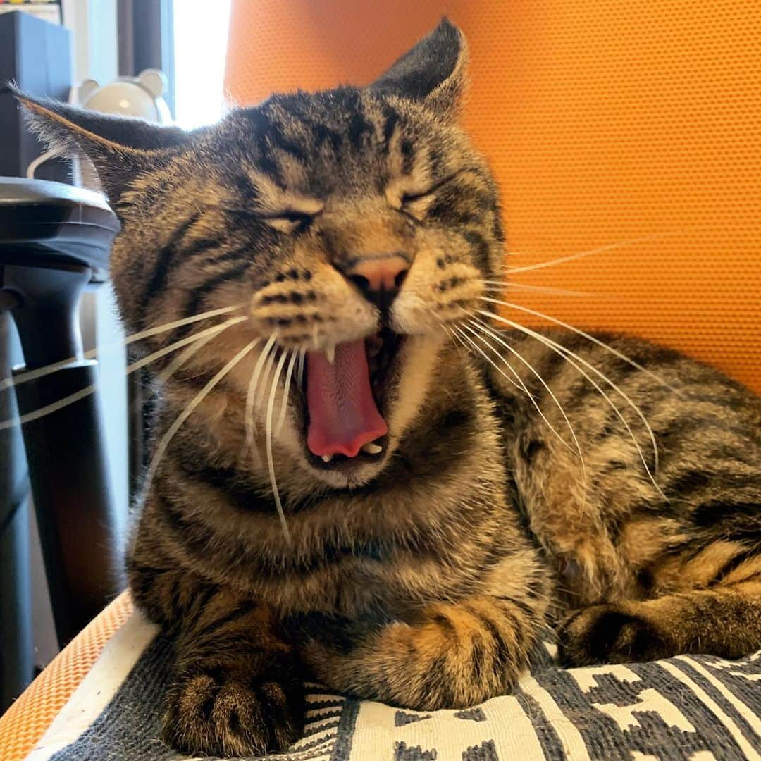 Musashiさんのインスタグラム写真 - (MusashiInstagram)「おはムサシ。あげわすれのファー。Big yawn.🤣 #musashi #mck #cat #キジトラ #ムサシさん #シマホネコダスケ #ねこすたぐらむ #musashi_the_cat」11月19日 15時01分 - _daisy