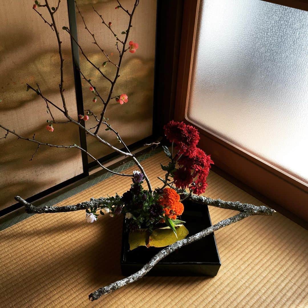 宮田麺児のインスタグラム：「綾部の空き家の裏山で 拾った　苔の生えた　枝が 映える。  #いけばな  #活け花 #剣山 #フラワーアレンジメント #花のある暮らし #地球そのものが花瓶 #花と会話#和室 #畳 #生け花」