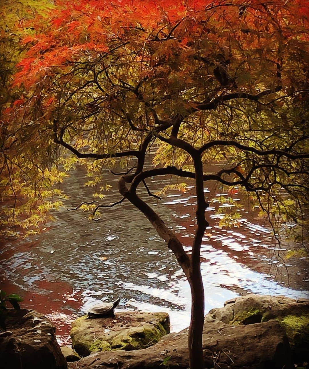 金子三勇士さんのインスタグラム写真 - (金子三勇士Instagram)「Love Japan #日本大好き #紅葉 #秋 #カメ #池 #もみじ #tortoise  #Japan #LoveJapan #fall #autunn #tree #癒し #癒しの一コマ」11月19日 15時06分 - miyujikaneko_official