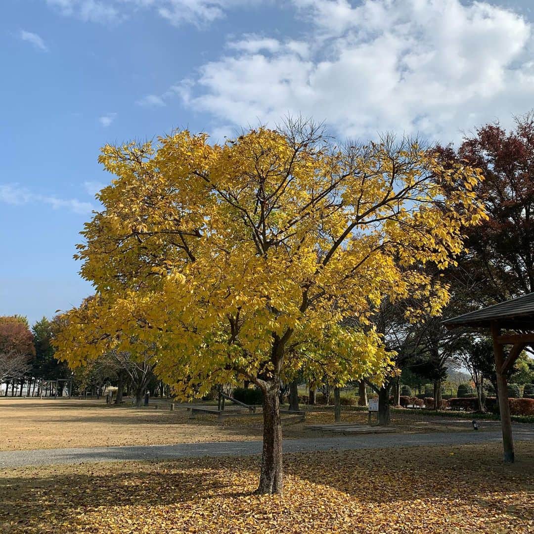 ぴよ。こぱ。さんのインスタグラム写真 - (ぴよ。こぱ。Instagram)「紅葉。 落葉。 綺麗。 可愛。 癒。 妖精。 天使。 散歩。」11月19日 15時16分 - uca.34