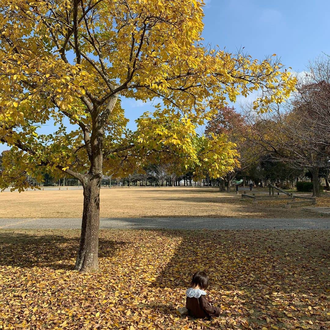 ぴよ。こぱ。さんのインスタグラム写真 - (ぴよ。こぱ。Instagram)「紅葉。 落葉。 綺麗。 可愛。 癒。 妖精。 天使。 散歩。」11月19日 15時16分 - uca.34