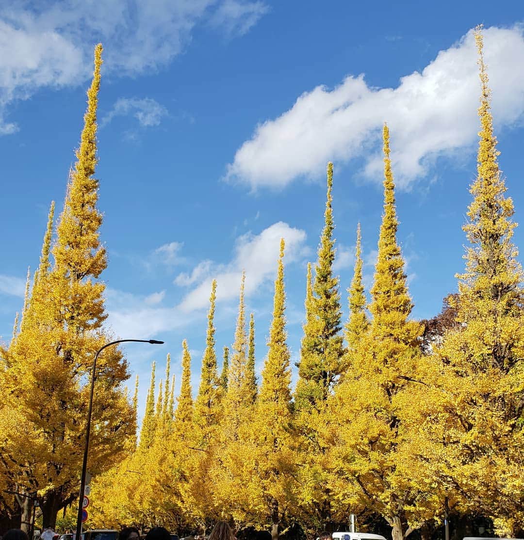 向山志穂のインスタグラム：「秋に色づくいちょう並木✴ 加工なしでこんなに綺麗😍  毎年見にこようね。と約束💓  #いちょう並木 #秋#紅葉」
