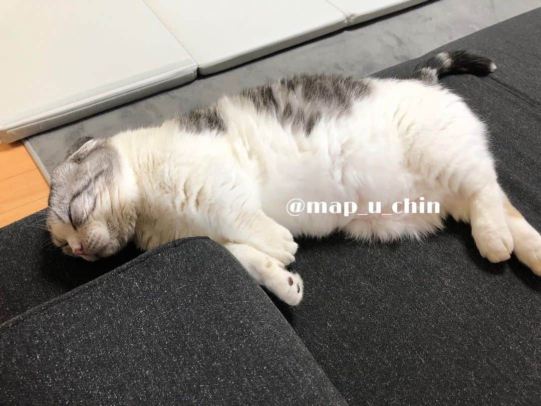 まっぷーちんさんのインスタグラム写真 - (まっぷーちんInstagram)「😴  #猫 #ねこ #cat #マンチカン #短足マンチカン #折れ耳マンチカン #manchkin」11月19日 15時26分 - map_u_chin