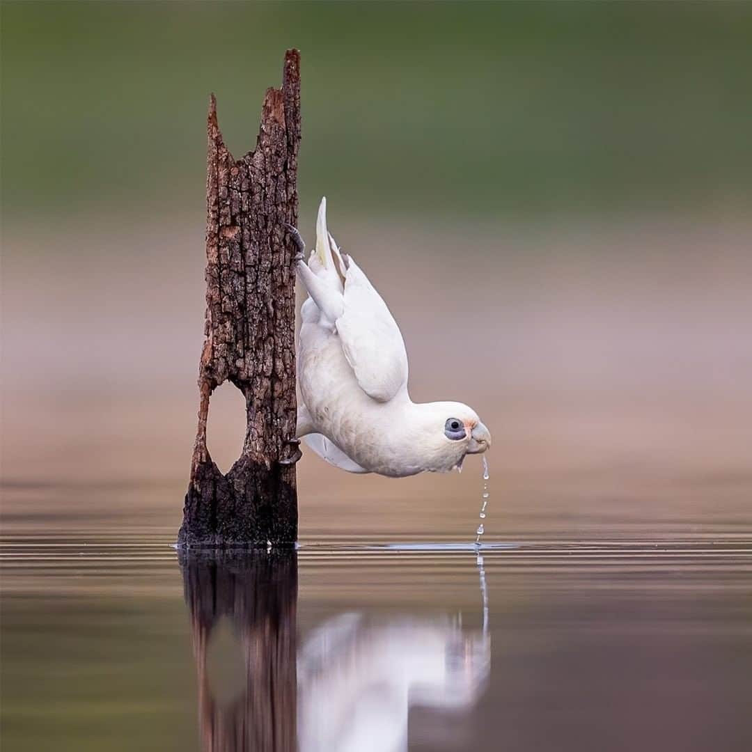 Nikon Australiaさんのインスタグラム写真 - (Nikon AustraliaInstagram)「We’re pleased to congratulate the prize winners and shortlisted entries of this year’s @birdlifeoz Photography Awards.   Across the nine categories, many entrants perfectly captured Australian birds in their natural habitat, showcasing how vital they are to our natural world. To see the full gallery of winners and shortlisted entries and to learn more about bird photography or BirdLife Australia head to the link in our bio.    1. Keat Fong (Mark) Loh 2. Jun Matsui 3. Ern Reeders 4. Ern Reeders 5. Jake Wilton 6. Kelvin Marshall 7. David Whelan  #NikonAustralia #Nikon #MyNikonLife #BirdLifeAustralia」11月19日 15時40分 - nikonaustralia