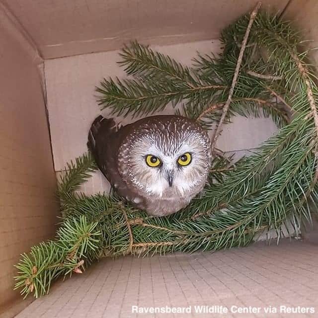ABC Newsさんのインスタグラム写真 - (ABC NewsInstagram)「A tiny owl is recovering after it was found tucked away in the branches of Rockefeller Center's Christmas tree in New York City. #owl #rockefellercenter #christms #christmastree #animalrescue」11月20日 1時42分 - abcnews