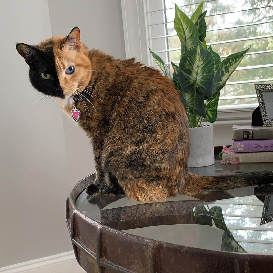 Venus Cat さんのインスタグラム写真 - (Venus Cat Instagram)「Can anyone guess what object table is made from? It’s iron, it’s old, and it’s unique just like me. It even has a little hideaway in the base that’s a purrfect little hut for a kitty like me (see next pic w/ my adopted brother @totally_tater which shows the whole table.  I’ll post a story later and will shout-out the first few people who guess correctly. 😺」11月20日 2時02分 - venustwofacecat