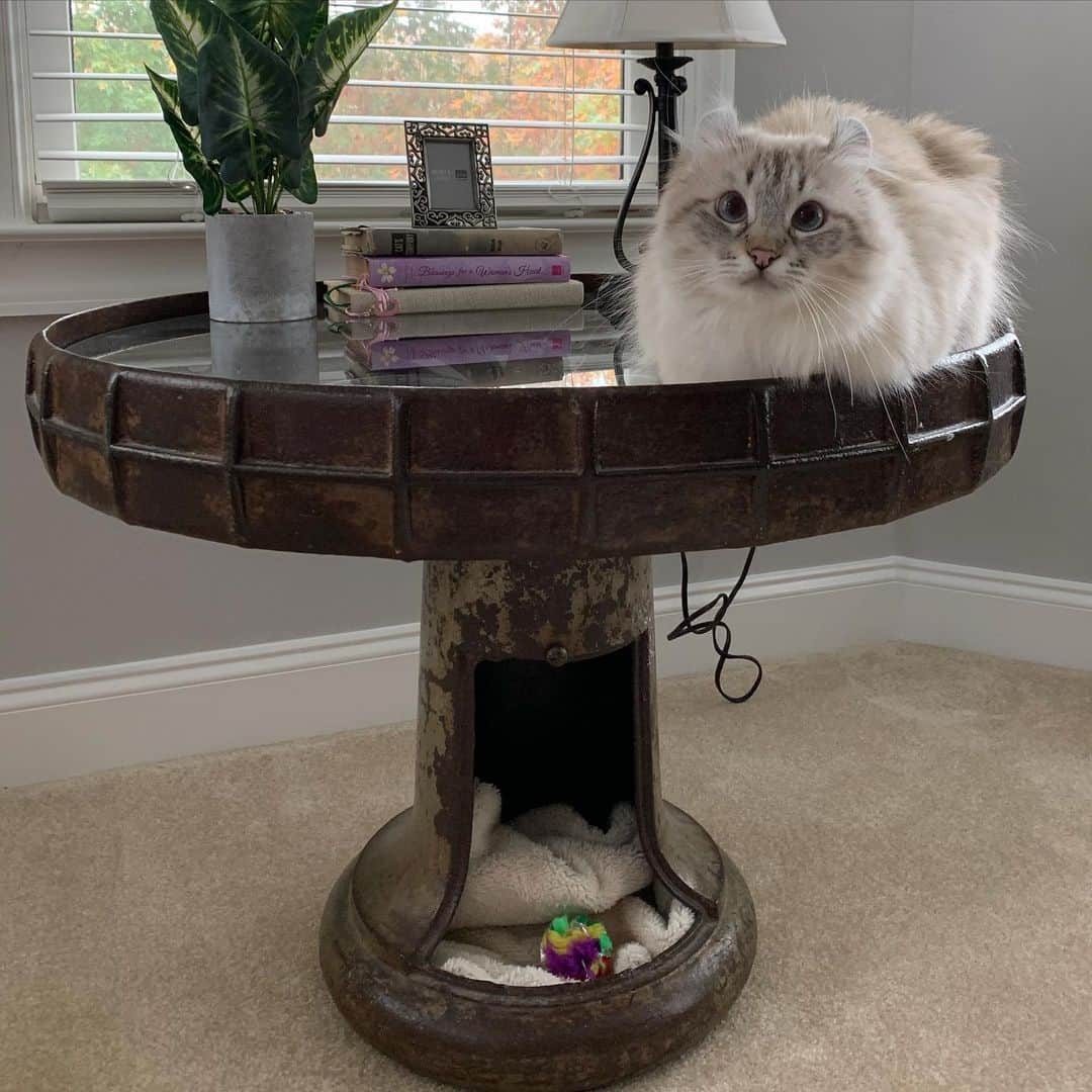 Venus Cat さんのインスタグラム写真 - (Venus Cat Instagram)「Can anyone guess what object table is made from? It’s iron, it’s old, and it’s unique just like me. It even has a little hideaway in the base that’s a purrfect little hut for a kitty like me (see next pic w/ my adopted brother @totally_tater which shows the whole table.  I’ll post a story later and will shout-out the first few people who guess correctly. 😺」11月20日 2時02分 - venustwofacecat